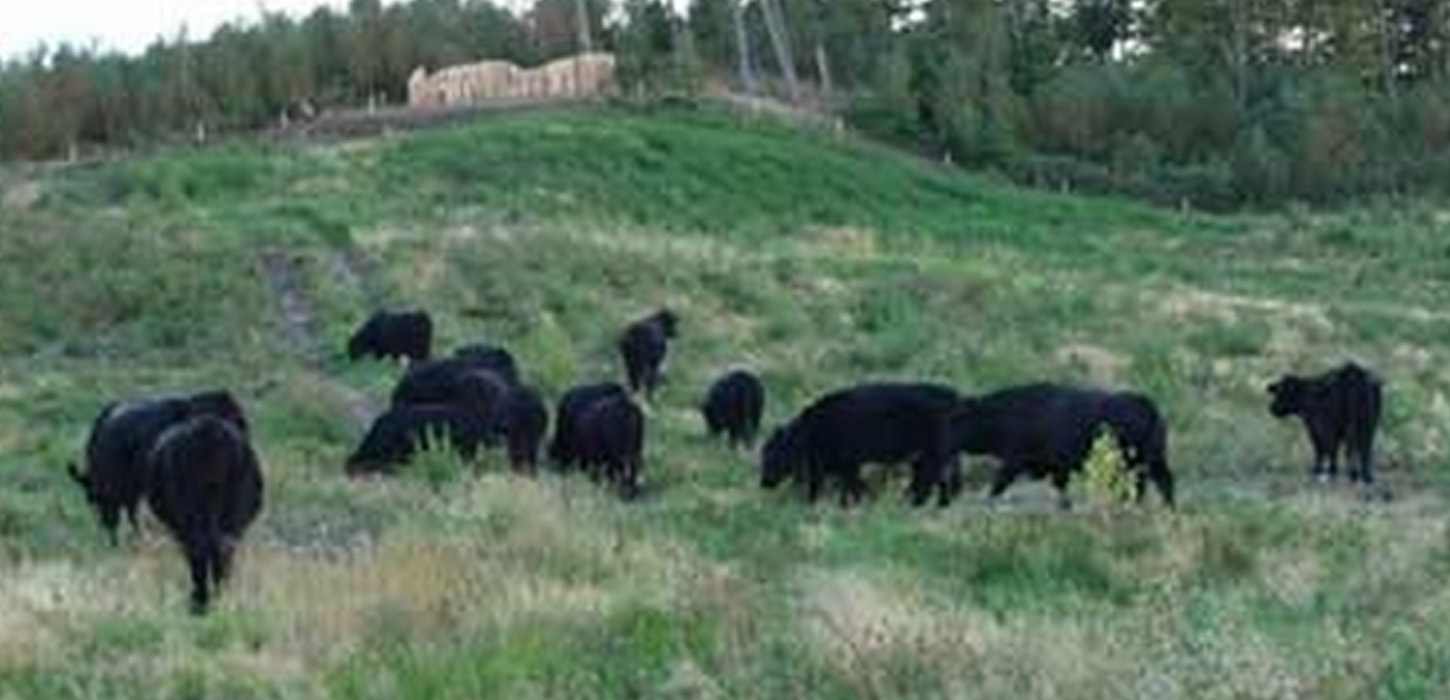 På rideturen gennem Svanninge Bjerge kan man ikke undgå at se det smukke kvæg, som afgræsser arealerne.