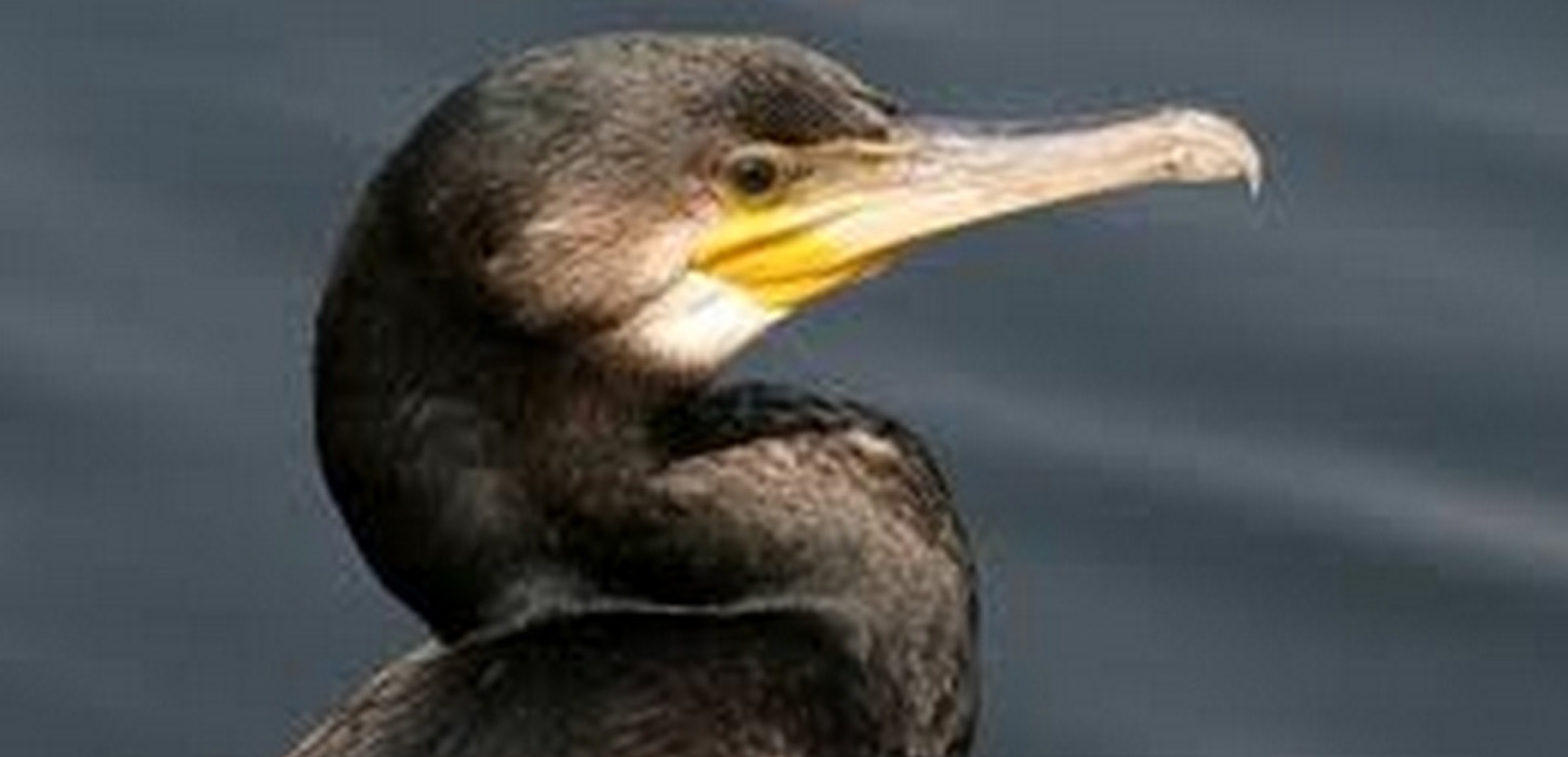 Brændegård Sø er et eldorado for fugle. Skarven bygger rede på en lille ø i Brændegaard Sø og i skovene omkring.