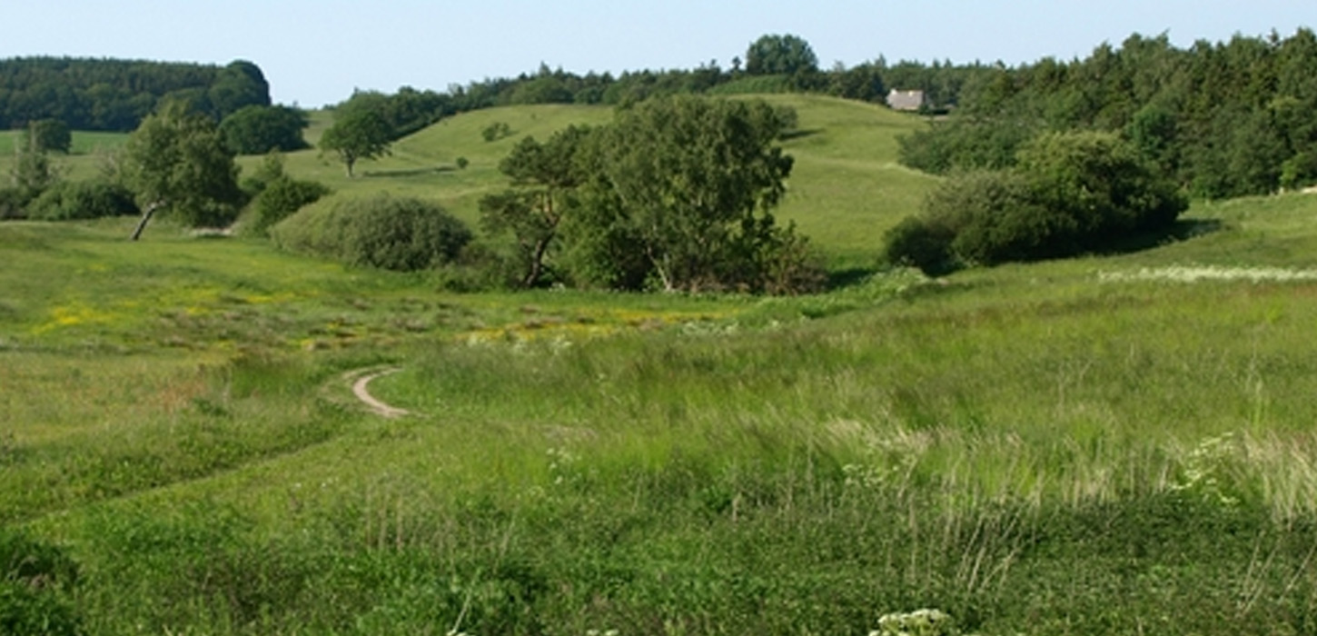 Hammerdammen i Svanninge Bjerge er et åbent og varieret naturområde på omkring 35 hektar, hvor tørre bakker veksler med lavtliggende enge, søer og vandhuller.