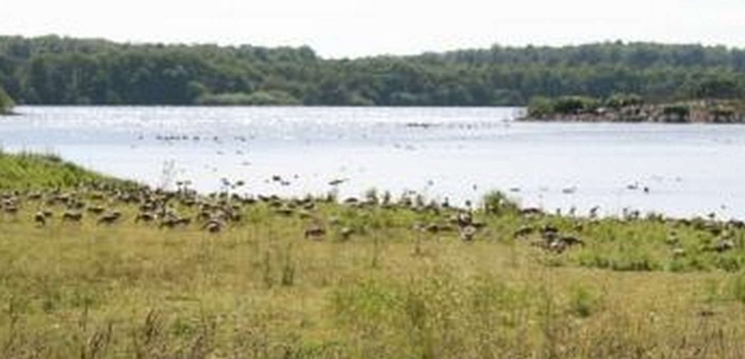 Det vrimler med fugle ved Brændegård Sø, og ornitologer kommer langvejs fra for at følge med i fuglelivet