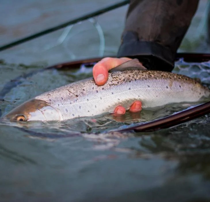 Lystfisker Svendborg