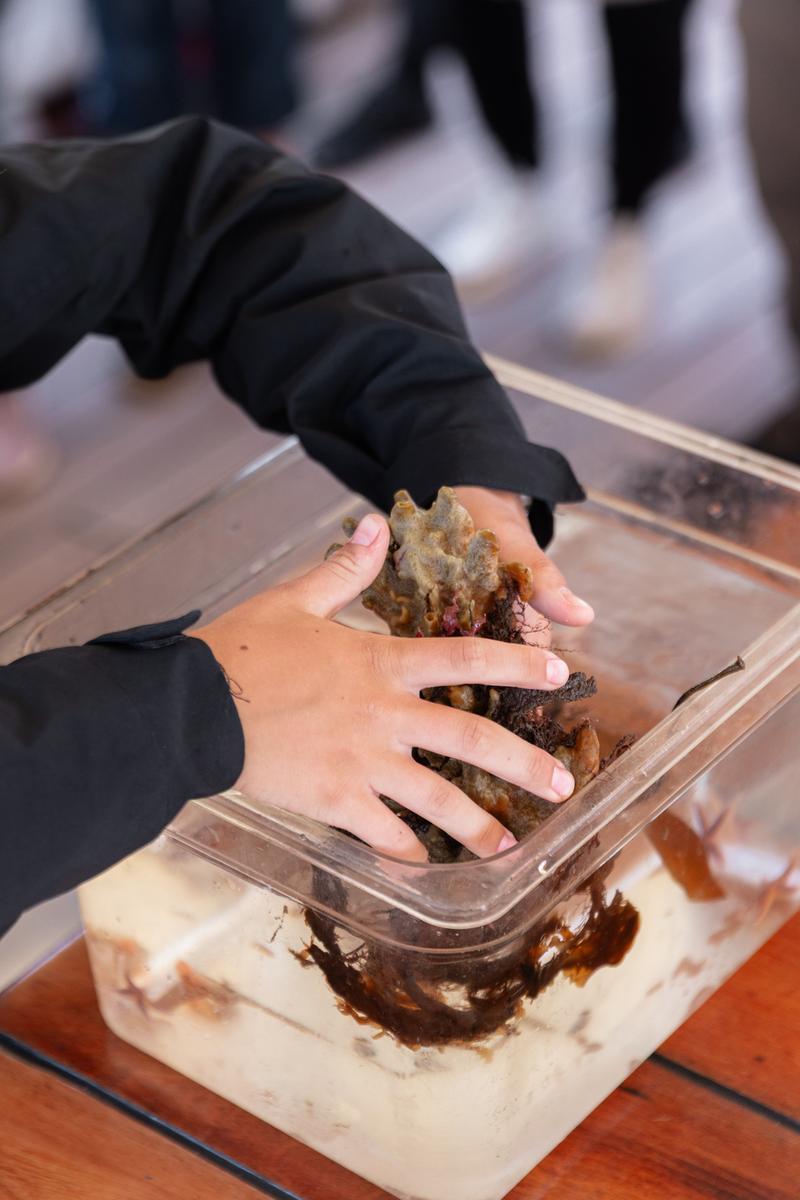 Hænder viser tang fra havbunden af Det Sydfynske Øhav om bord på skonnerten Fylla