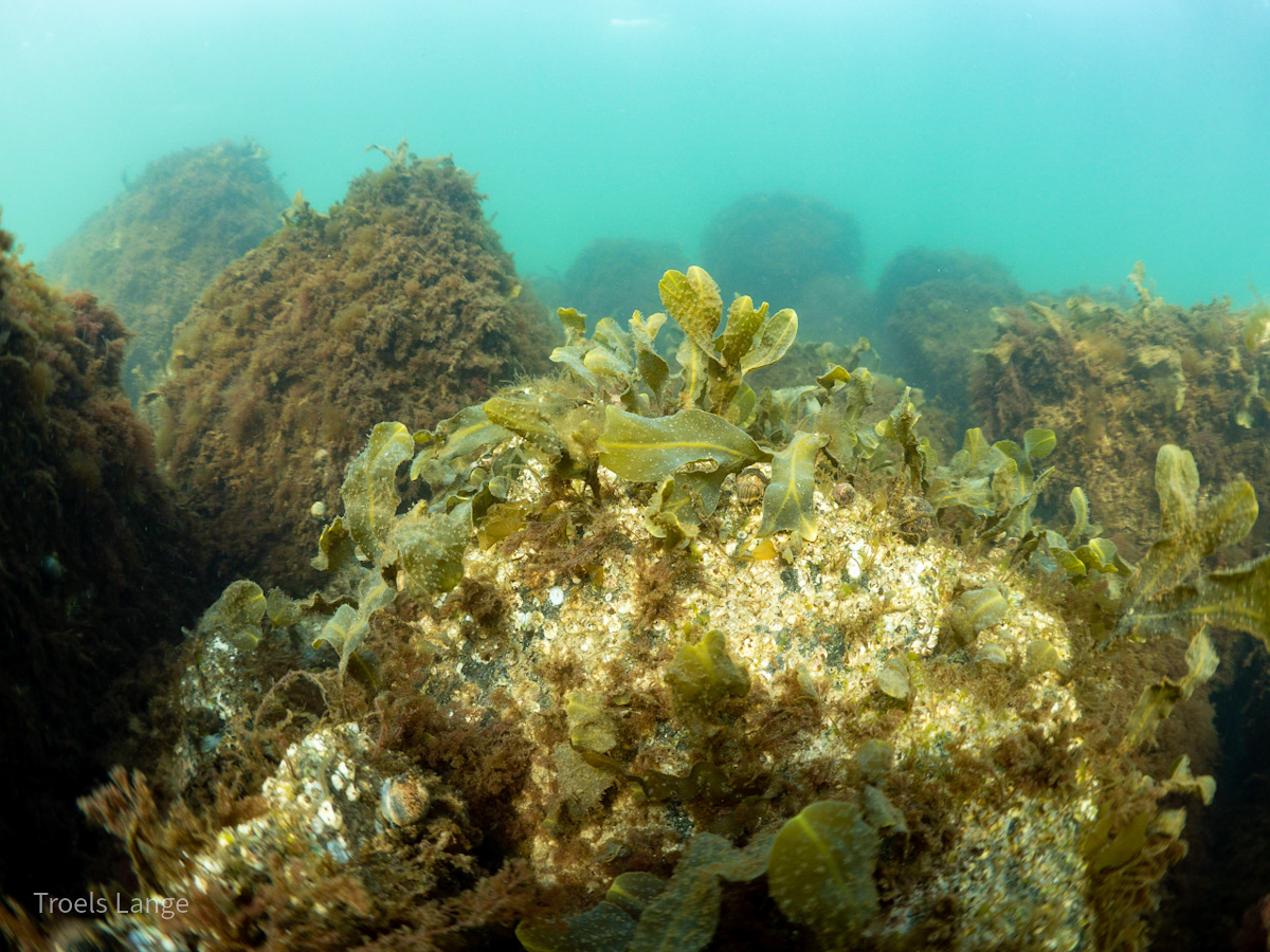 Stenrev på bunden af havet